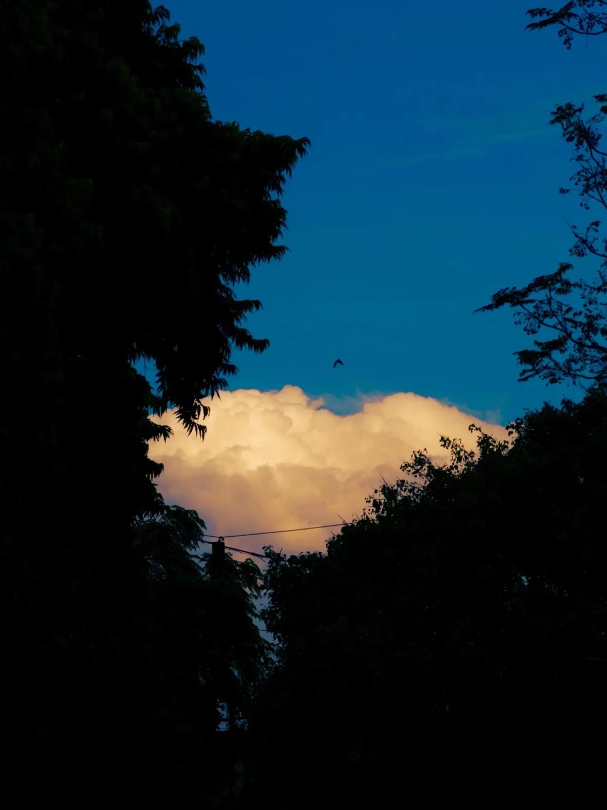 A golden cloud catching the last light, framed by dark trees