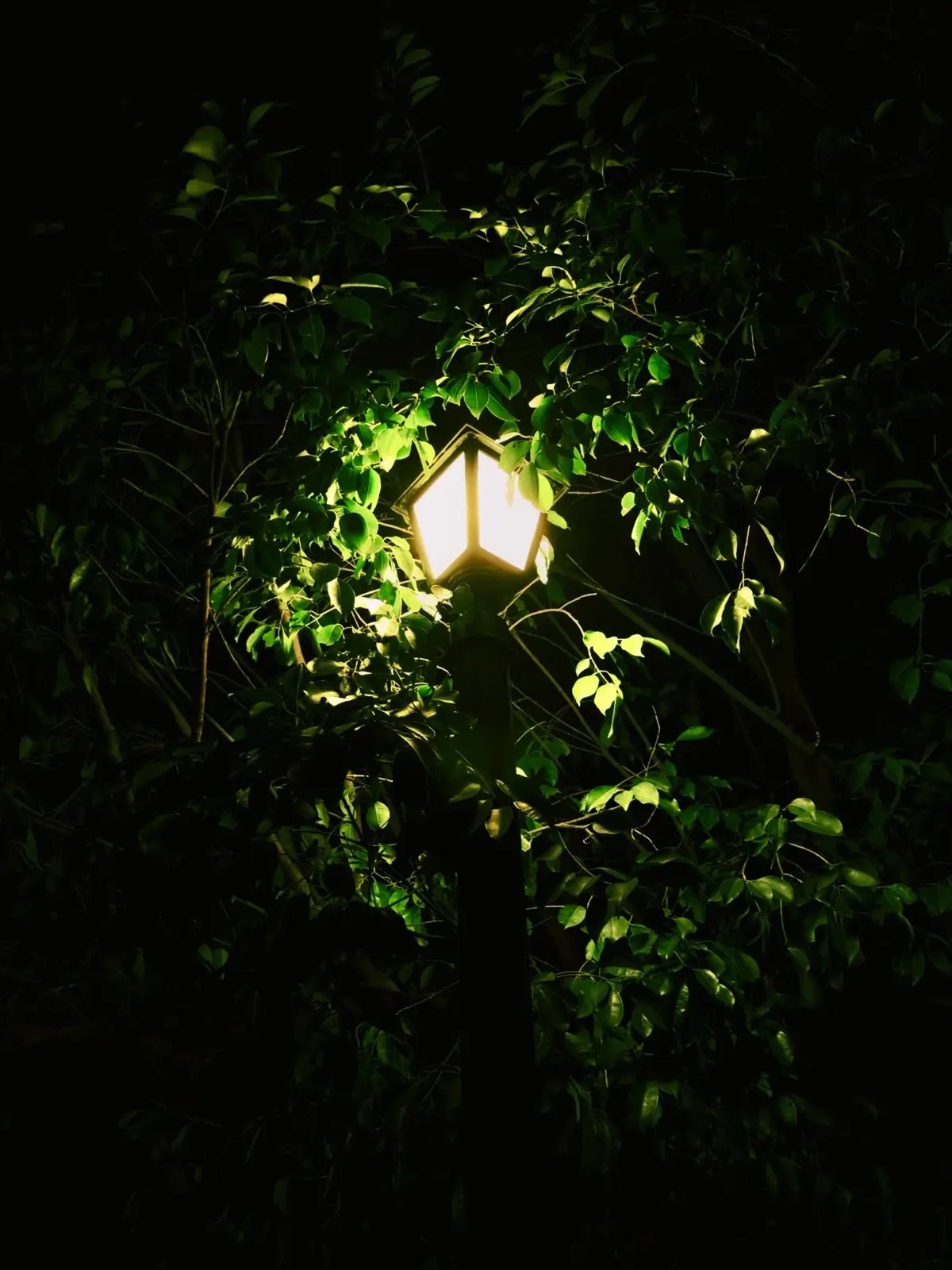A garden lamp glowing through a canopy of leaves at night
