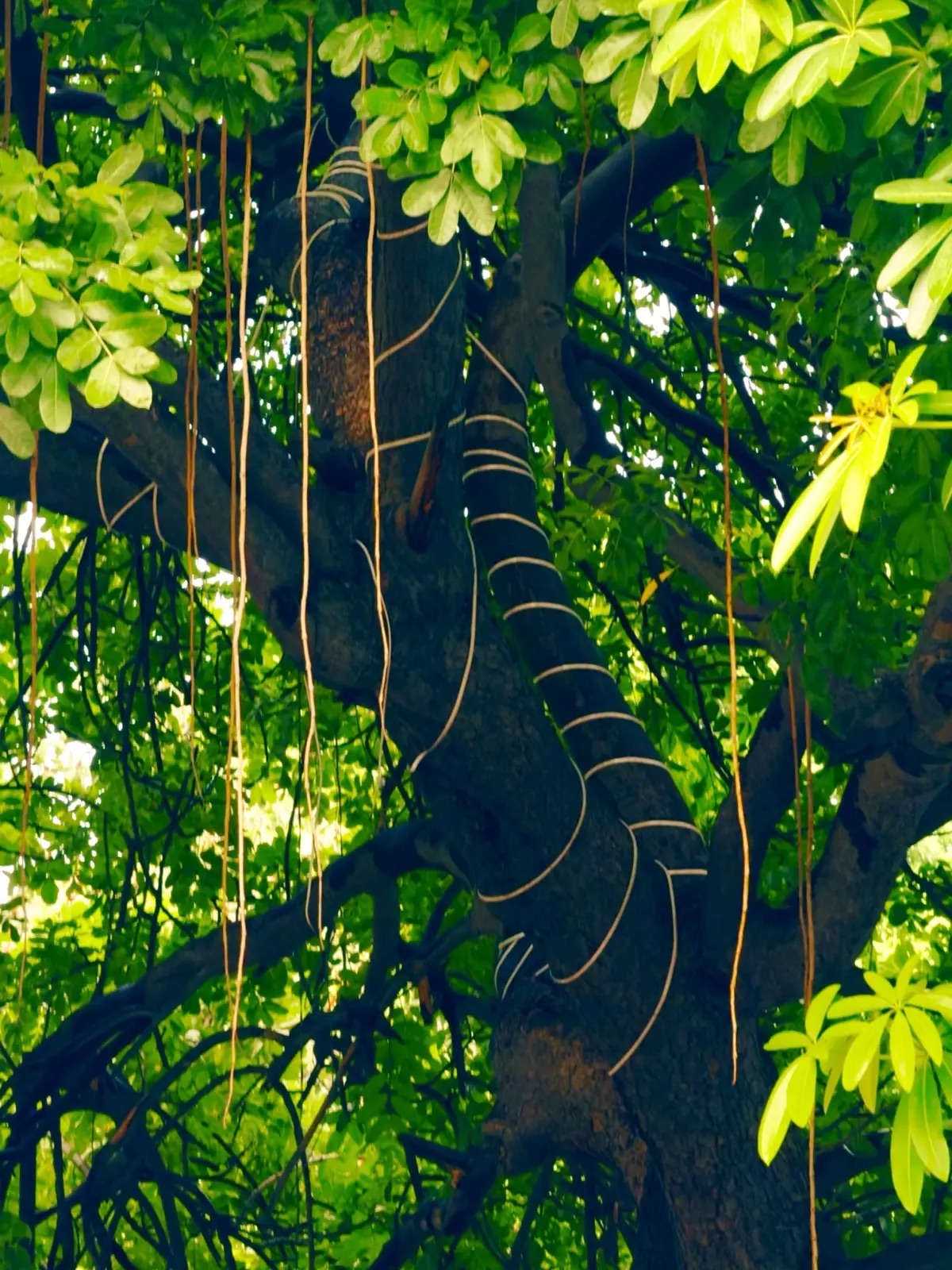 Sunlight falling through green leaves and trailing roots around a tree trunk